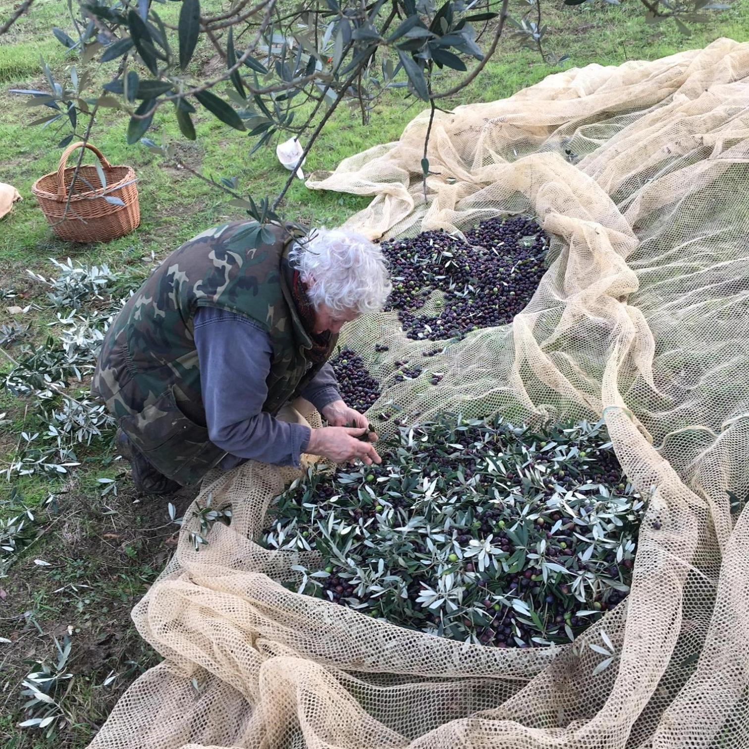 Villa Porcigliano Olive Grove Polcanto エクステリア 写真