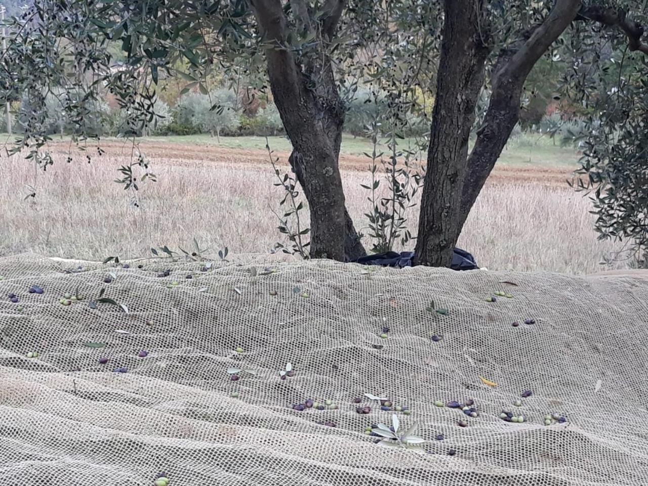 Villa Porcigliano Olive Grove Polcanto エクステリア 写真