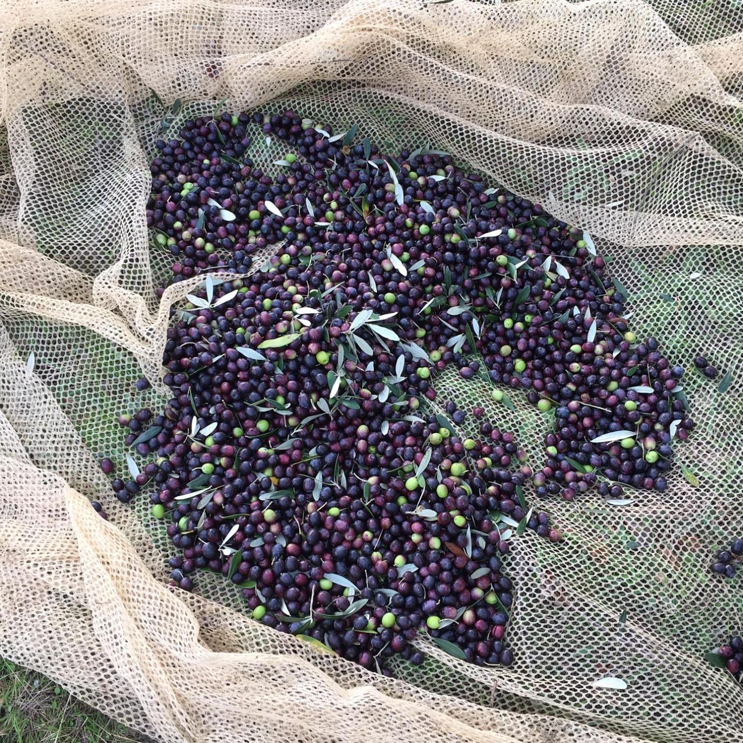 Villa Porcigliano Olive Grove Polcanto エクステリア 写真