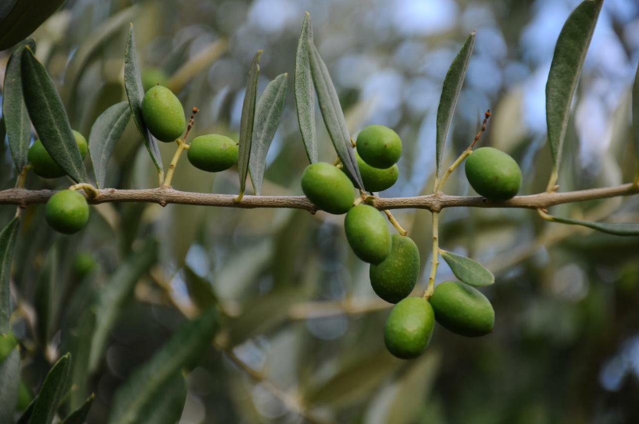 Villa Porcigliano Olive Grove Polcanto エクステリア 写真